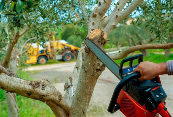 poda_de_arboles_en_jesus_jardineria_y_limpiezas